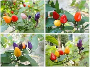 冬季适合在寒冷地区种植哪些蔬菜？
