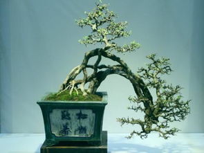 第一步：寻根之旅，发现那神秘的树根