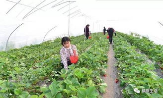 乐清农户尝试种植鸡蛋果，却遭遇生长难题