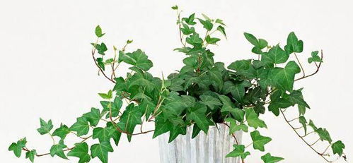 常春藤的养护方法