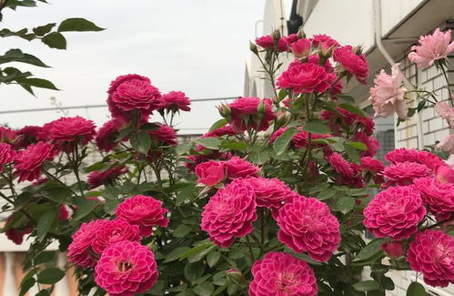 马里奥塔月季开花勤快， 四季皆可赏花