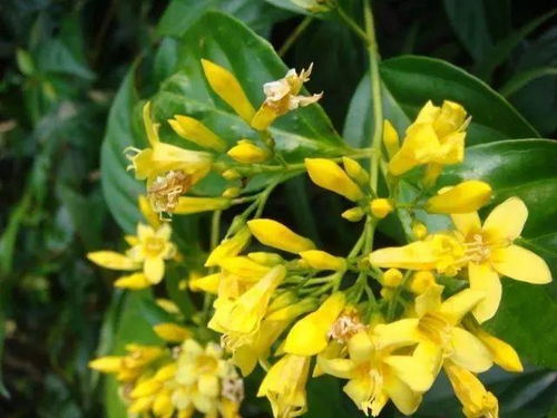 探秘鸢尾花的毒性之谜