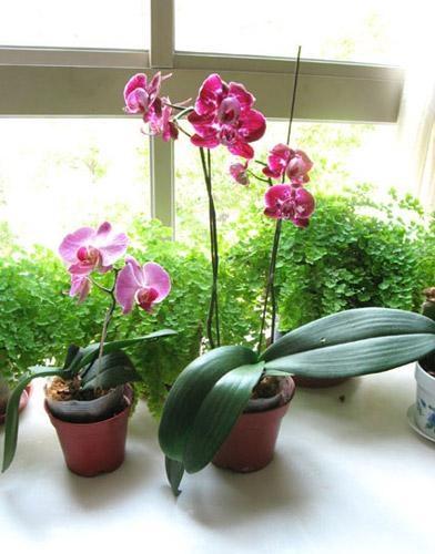 蝴蝶兰一年可以开几次花？如何让它们年年盛开