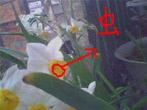 水仙花茎为何白如玉，虫子藏匿其中