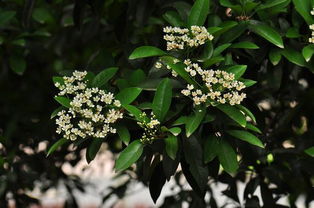 隔离带的植物， 要有力量