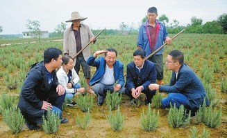 生态种植， 原来是这么一回事