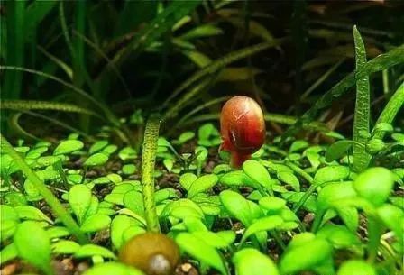 第一步：选种子， 就像选宝贝一样