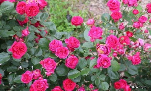 适合种植的地区