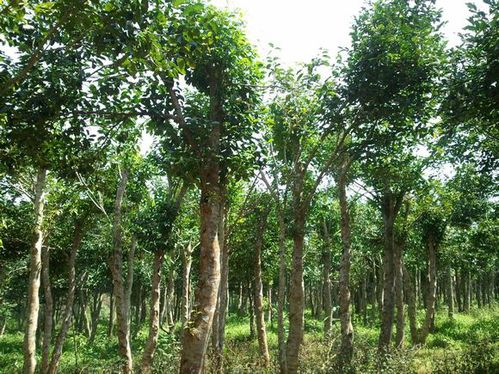 2025年主产区报价对比