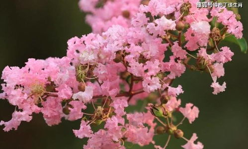 无忧花的花语是愉悦与宁静，那它花开花落的过程
