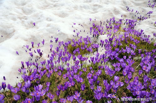 冬天冻不死的20种花，你了解多少？