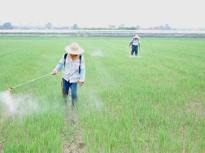 打农药的Zui佳时间，你真的知道吗？