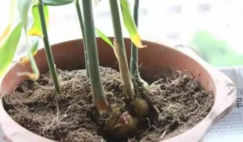 生姜适合在花盆中种植吗？有没有什么注意事项