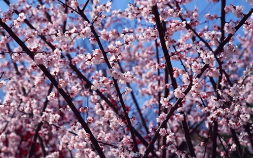 庭院梅花，四季芬芳
