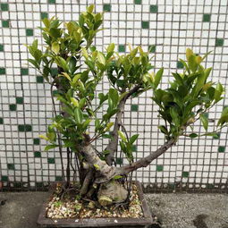 北方地区紫藤花的冬季养护