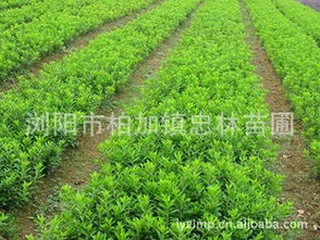 园林苗木价格览，苗木需求随城市进程增长