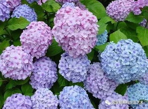 绣球花种植时如何避免叶子发黄，并确保花朵颜色鲜艳饱满