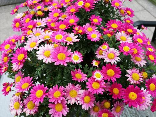 玛格丽特：花量惊人， 耐热性差