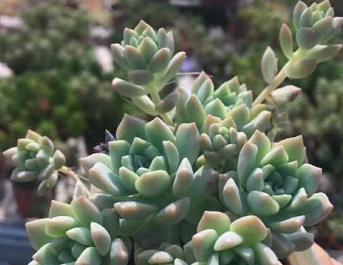 有哪些养不死的多肉植物？它们的具体养殖方法与技术是什么