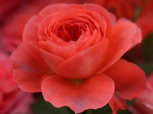 点火樱桃与红果汁月季的区别