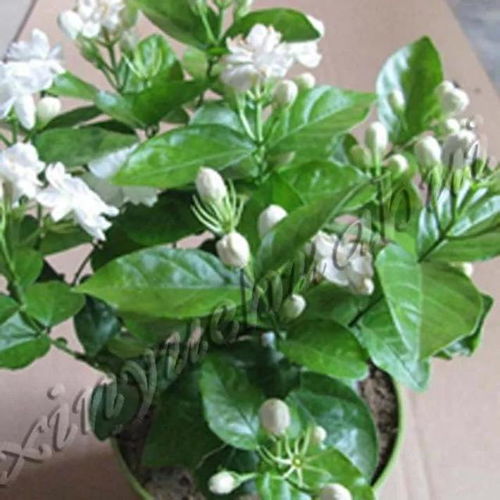 水分， 茉莉的命门