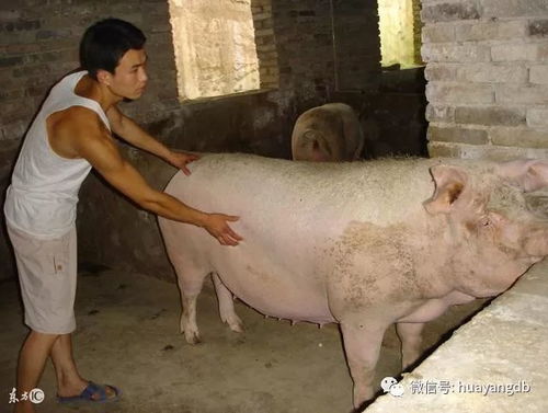 猪越来越难养？听听老兽医怎么说