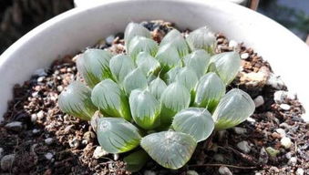 白蛇传玉露：多肉界的传奇之美