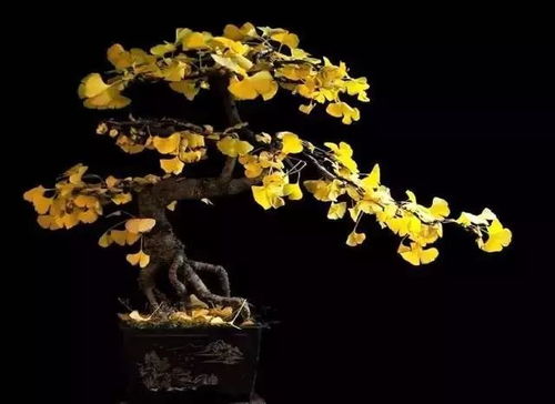 银杏盆景采摘小窍门