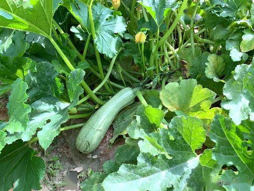 职工菜园的丰收季