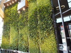 什么是立体绿化？