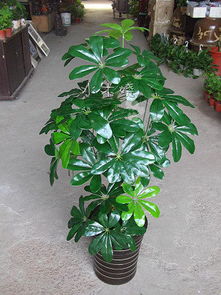 新手栽树容易栽雷