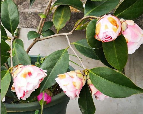 原因一：药不对症