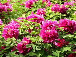 开花时间与季节