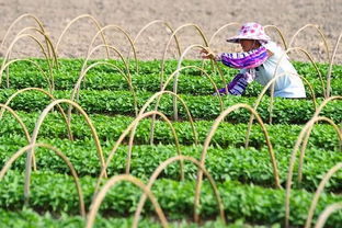 冬天南方适合种植哪些瓜菜？