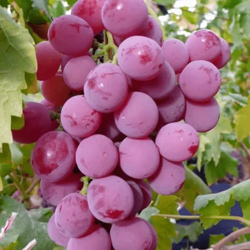 三种葡萄产品加工技术，打造园艺界的爆款花卉！