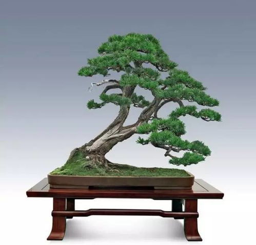 季节性变化：五针松的种子一般在秋季达到成熟状态,具体时间为每年的9月至11月之间。后期处理:收集后的松果需要放置于通风良好的环境中继续干燥,之后轻轻敲打即可使种子脱落。地理差异:不同地区的五针松由于所处环境的不同,其种子成熟的时期也可Neng存在细微差别。