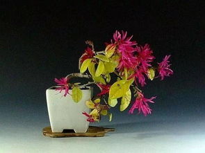 太阳花修剪大揭秘，让你家花盆爆满花！