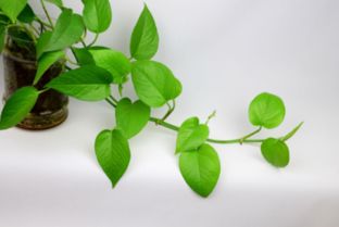 绿萝施肥过多怎么办？如何有效缓解肥害