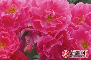 天山霞光月季的花期是多久？