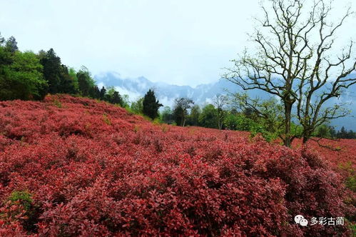 四季流转， 庭院丹霞的萧山红叶石楠