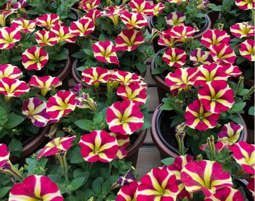 草本花播种指南，别错过！