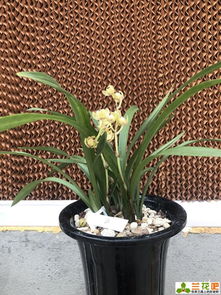 颜色，那可是亮点