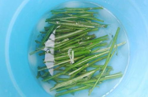 常见疑问：水培需要换水吗？