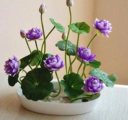 睡莲肥料大揭秘：哪种肥料Zui让大睡莲笑开颜？