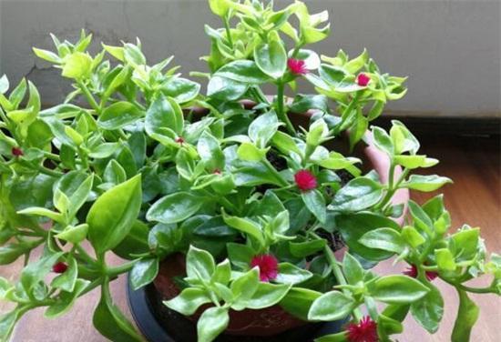 冬天牡丹吊兰需要修剪吗？