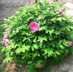 庭院四季花的种植建议