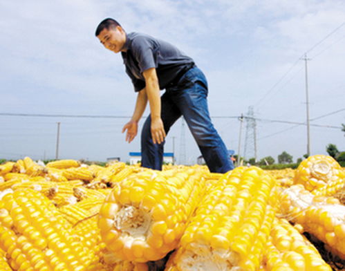 河南省乐丰种业有限公司在河南省前30家饲料企业中排名如何？