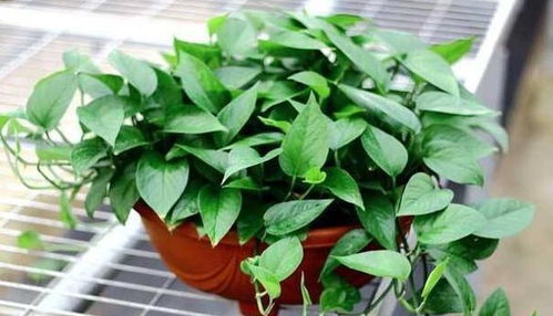 花叶绿萝怎么养才能使其叶子翠绿，枝条繁茂