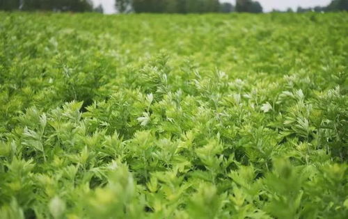 艾草的民间应用