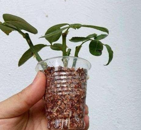 玫瑰花水中生根，如何让根须茁壮